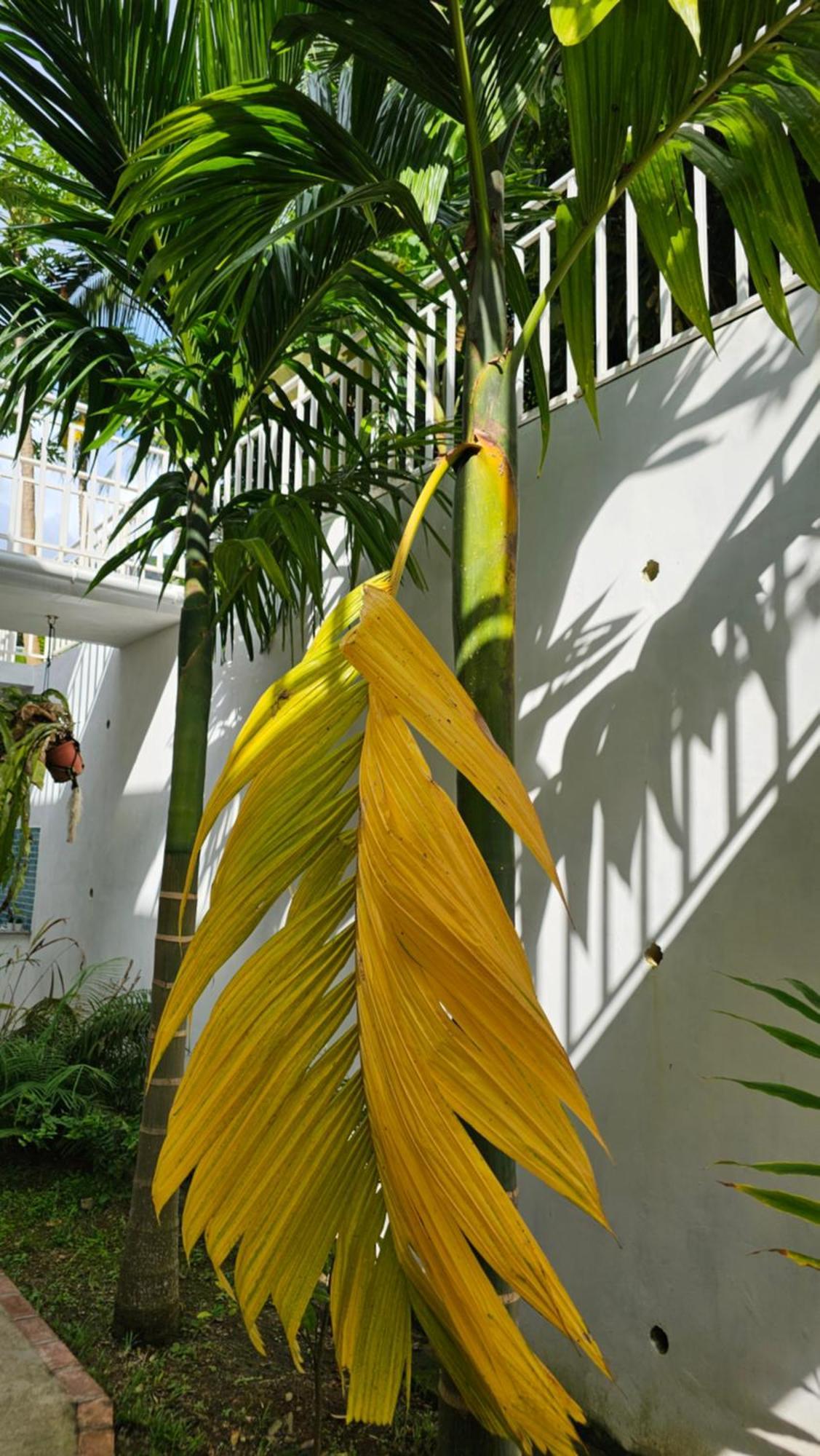 Harmony Self-Catering Apartments ボー・ヴァロン エクステリア 写真